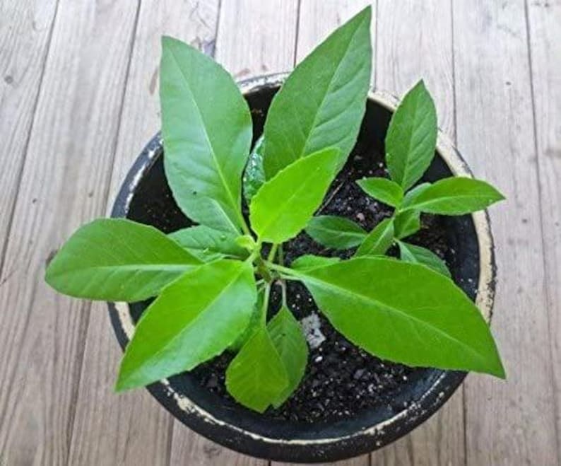 Gynura Procumbens Plant - Longevity Spinach - 3" Pot - Edible Green Herb for Health
