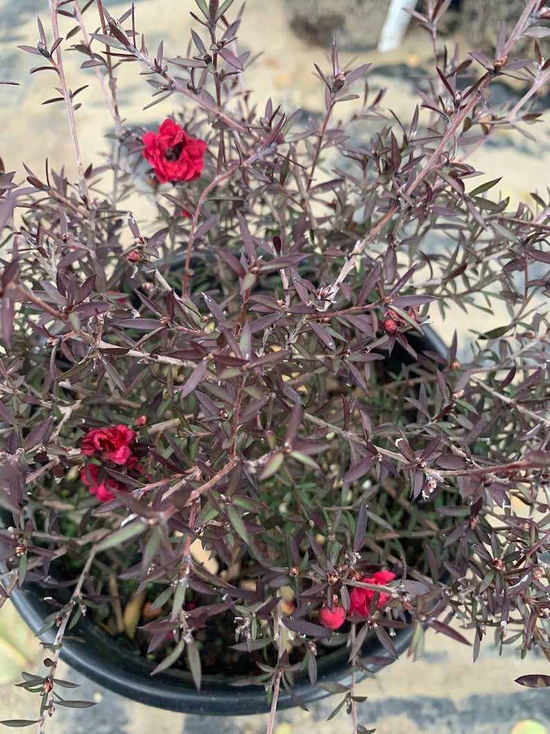 Leptospermum 'Ruby Glow' Plant in 1 Gallon Pot - 3-5” Tall Australian Tea Tree