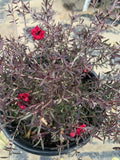 Leptospermum 'Ruby Glow' Plant in 6" Pot - 3-5” Tall Australian Tea Tree