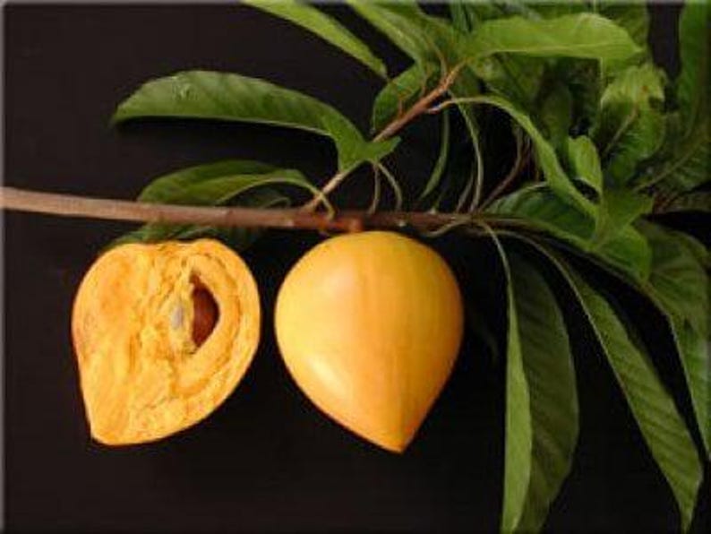 Canistel Tree - 2 Feet Tall - Airlayered - 3 Gallon Pot - Pouteria campechiana