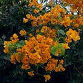 Bougainvillea Live Plant 1-2 Feet Tall California Gold in 6" Pot - Tropical Flowering Plant for Gardens, Bougainvillea spp.