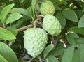 AP Atemoya Fruit Tree Live Plant - 1 to 2 Feet Tall in 3 Gal Pot - Fresh from Our Garden, Good Root System