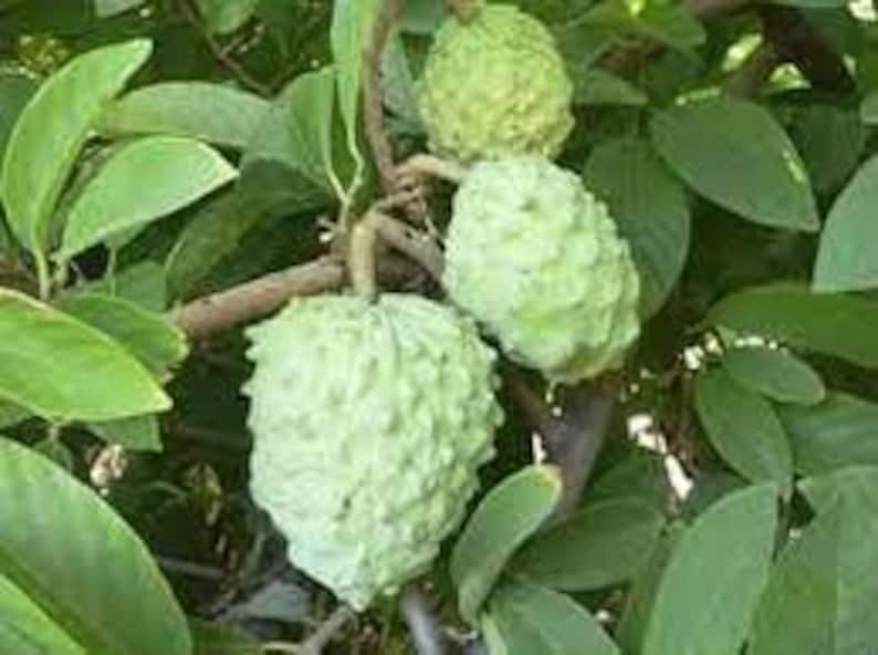 AP Atemoya Fruit Tree Live Plant - 1 to 2 Feet Tall in 3 Gal Pot - Fresh from Our Garden, Good Root System