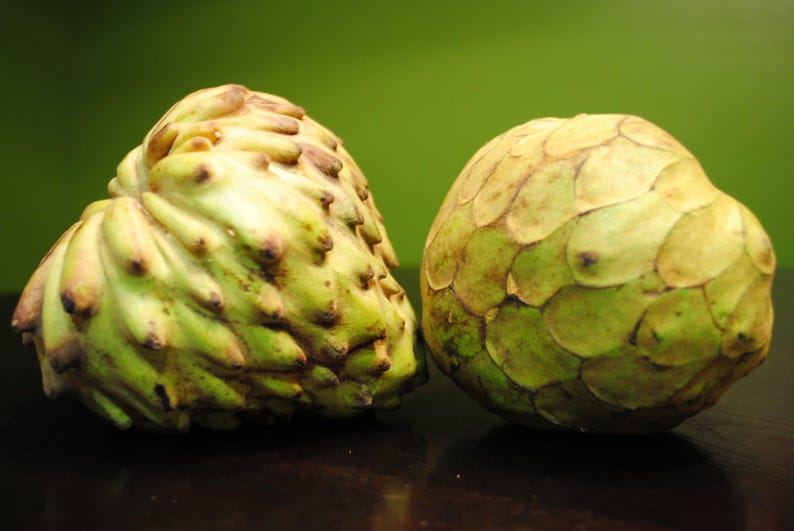 Grafted Dr. White Cherimoya Tree - 1 to 2 Feet Tall - Cherimoya Annona cherimola - Shipped in 3 Gallon Pot