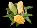 Grafted Nam Doc Mai Mango Tree - 1ft Tall - Sweet Green Mango - Ship in 6" Pot - Premium Asian Mango Variety