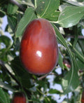 Lang Jujube Grafted Tree - 3 to 4 Feet - Larger Trunk - Ziziphus jujuba - Ships in 3 Gallon Pot