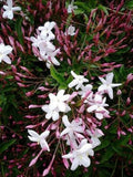 Pink Jasmine Plant - 3 Gal Pot - Jasminum polyanthum - Fragrant Evergreen Vine for Trellis or Containers