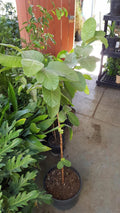 Taiwan Guava Plant - 3 Gal Pot - Psidium guajava - Tropical Fruit Tree - 2 to 3 Feet Tall