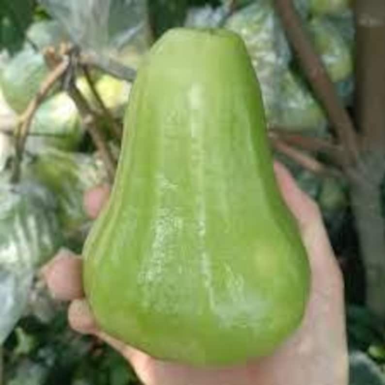 An Thái Wax Apple Plant - 3 Gallon Pot - M?n An Thái Xanh - Tropical Fruit Tree - Exotic Edible Plant