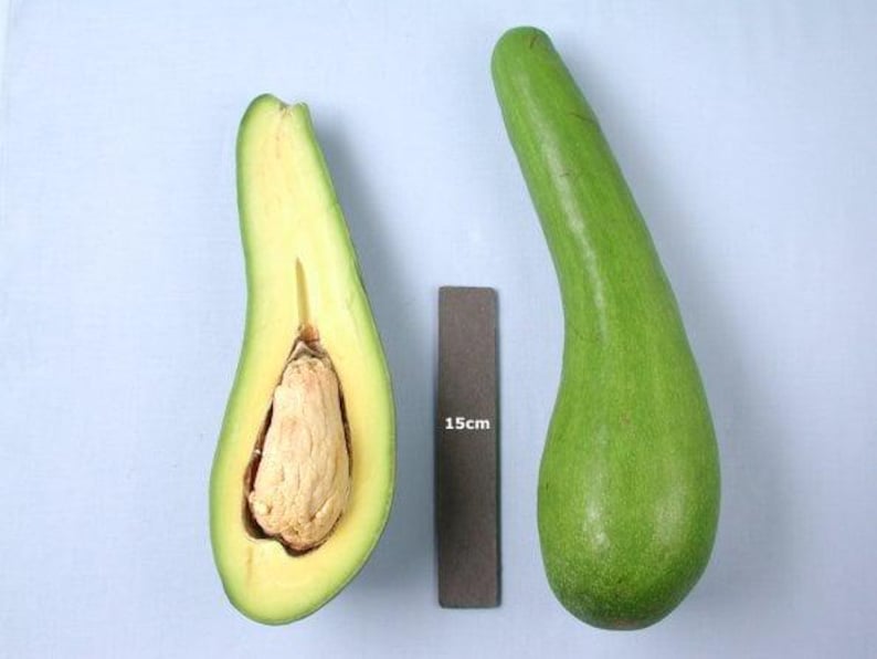 Grafted Avocado Tree 3 Gal Pot Russell Long Neck Variety (Persea americana) - Popular Gourd-Shaped Fruit