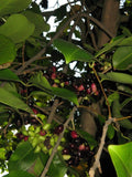 Duhat Fruit Live Plant - 1 Gal Pot - Jambul Fruit - Trái Trâm - Fresh From Garden - Good Root System - Ideal for Home Garden