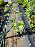 Ginkgo Trees - 2 Pack in 4" Containers - Ginkgo Biloba - Bright Green Summer Leaves, Yellow Fall Foliage - Zones 3-8