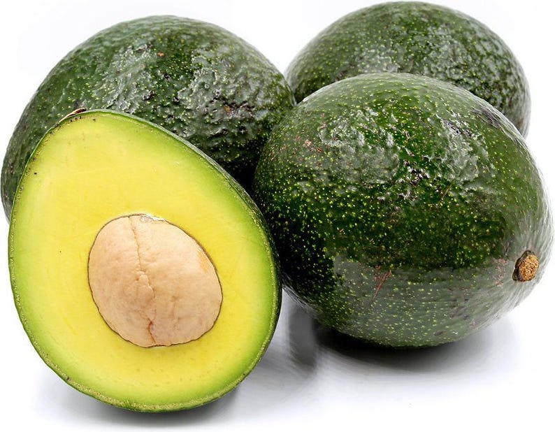 Grafted Reed Avocado Tree - 2 Feet Tall - 6" Pot - Persea americana - Indoor/Outdoor Fruit Plant