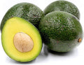 Grafted Reed Avocado Tree - 2 Feet Tall - 6" Pot - Persea americana - Indoor/Outdoor Plant