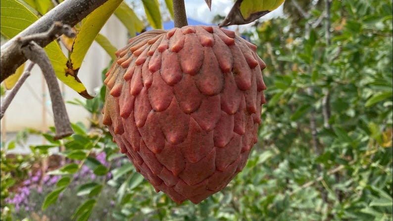 Red Geffner Atemoya Plant - 3Gal Pot - Annona squamosa - Tropical Fruit Tree - Sweet, Creamy Flavor