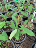 Yerba Mate Plant - 1 Feet Tall in 6" Pot - Ilex paraguariensis - Organic Herbal Tea Plant