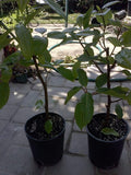 Ficus Racemosa Plant - 2 to 3 Feet Tall - Cluster Fig Tree - Ships in 3 Gallon Pot - Cây Sung