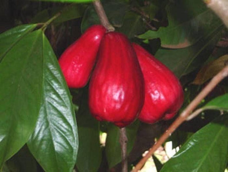 Malay Apple Tree - 3 Gallon Pot - Syzygium malaccense - Mountain Apple 2-3 Feet Tall - Juicy Red Fruit