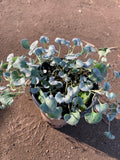 Dichondra 'Silver Falls' Live Plant in 3” Pot - 6-8” Trailing Ground Cover - Ideal for Hanging Baskets - Durable Green Foliage