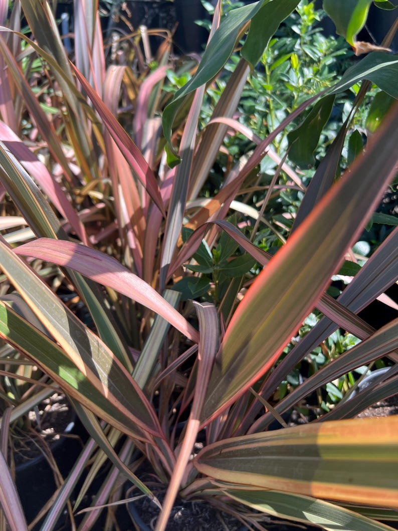 Phormium Plant 1 Feet Tall Assorted Varieties in 6" Pot - Phormium Tenax