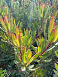 Leucadendron Afterburner Live Plant 6" Pot - Compact Growth, Stunning Display, Unique Foliage, Ideal for Gardens and Landscapes