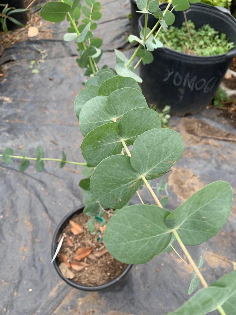Eucalyptus Silver Dollar Starter Plant - 4" Tall - Eucalyptus cinerea - Ships in 3" Pot - Ideal for Foliage Decor