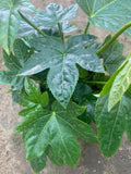 Japanese Aralia Plant in 6" Pot - Fatsia Japonica with Huge Lobed Leaves, Ideal for Partial Sun and Shady Areas