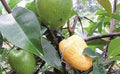 Pond Apple Tree - 1 to 2 Feet Tall - Annona Glabra - Flood Tolerant Tropical Fruit - Ships in 6" Pot