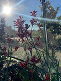 Kangaroo Paw Plant 6" Pot Anigozanthos 'Ruby Velvet' Red Flowers Evergreen Perennial