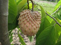 Lisa Atemoya Fruit Tree - 1ft Grafted Live Plant in 6" Pot - Fresh from Our Garden - Annona squamosa Hybrid