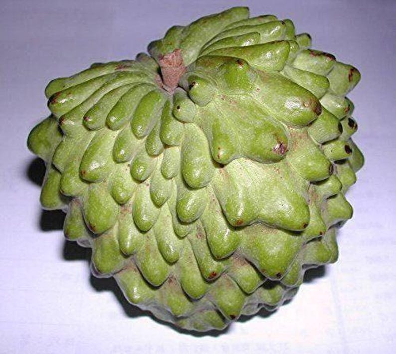 Atemoya Fruit Tree - Grafted - 2 Feet Tall - Geffner Variety - Live Plant in 6" Pot - Fresh From Our Garden