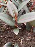 Ficus elastica 'Burgundy' Starter Plant in 4” Pot - Rubber Plant with Rich Burgundy Leaves - Home Decor Plant