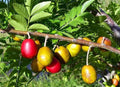 Hog Plum Plant - 3 Gallon Pot - Spondias Purpurea - 2 to 3 Feet Tall - Edible Fruit - Tropical Tree