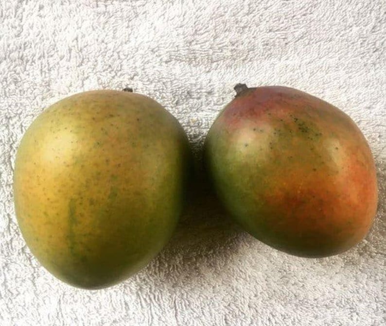 Grafted Sugar Loaf Mango Tree - 1ft Tall Live Plant in 6" Pot - Mangifera indica - Sweet Tropical Fruit Plant