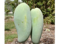 Grafted Brahm Kai Meu Mango Tree - 1ft Tall - Thai Variety - Ships in 6" Pot - Sweet Crunchy Fruit