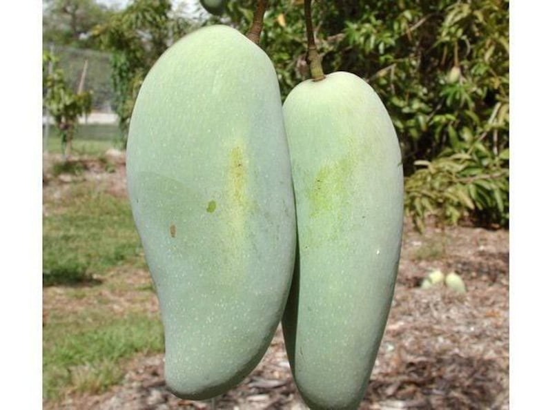 Grafted Brahm Kai Meu Mango Tree - 1ft Tall - Thai Variety - Ships in 6" Pot - Sweet Crunchy Fruit