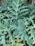 Greenglobe Artichoke Live Plant - 4" Starter in 3" Pot - Cynara Scolymus
