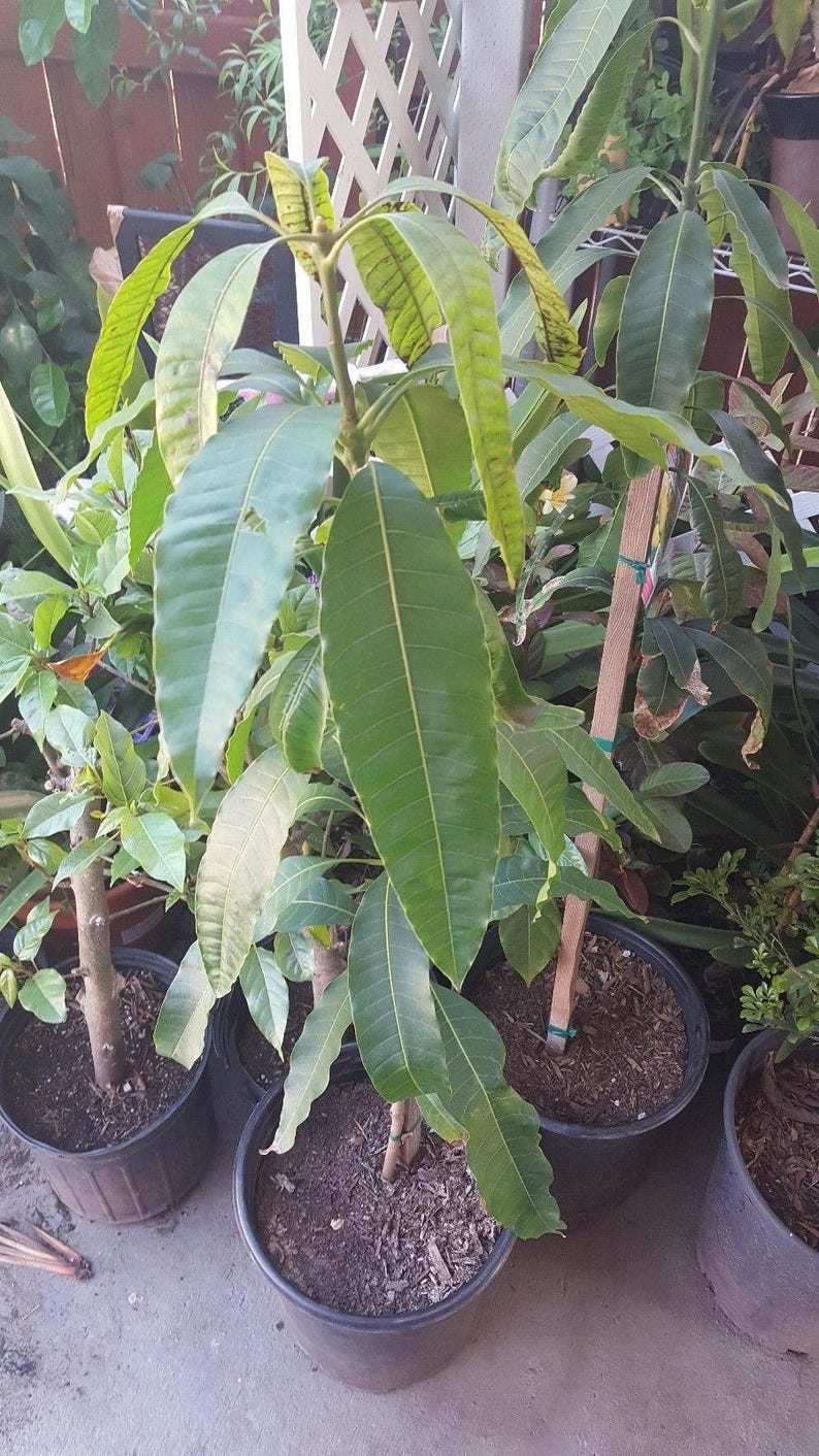 Manila Mango Tree Live Plant - 2 to 3 Feet Tall in 6" Pot - Mangifera indica - Early Season Mango, Cold Sensitive