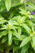 Lemon Verbena Plant in 6" Pot - Aloysia triphylla - Fresh Herb for Culinary Use, Aromatic Indoor Plant