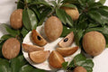 Sapodilla Plant - 3 Feet Tall in 3 Gal Pot - Manilkara zapota - Tropical Fruit Tree for Home Garden