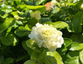 Grand Duke Jasmine Live Plant - 1-2 Feet Tall - Ship in 3 Gallon Pot - Jasminum sambac