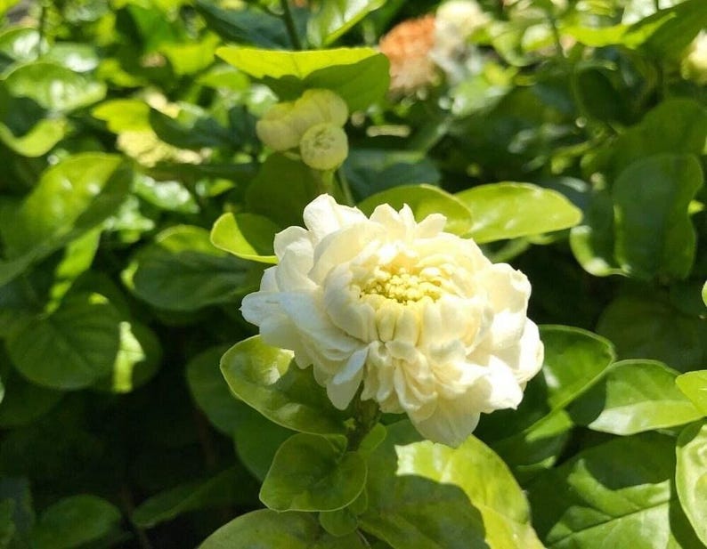 Grand Duke Jasmine Live Plant - 1-2 Feet Tall - Ship in 3 Gallon Pot - Jasminum sambac