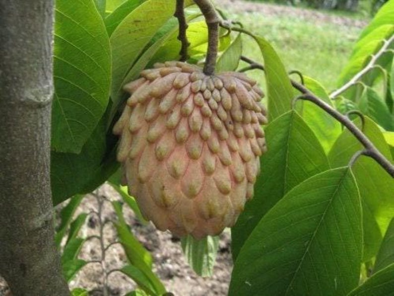 Grafted Lisa Atemoya Tree - 3 Gal Pot - Atemoya Fruit Tree - Annona squamosa
