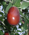 Grafted Lang Jujube Tree - 3 Gallon Pot - Sweet Pear-Shaped Fruit - Ziziphus jujuba