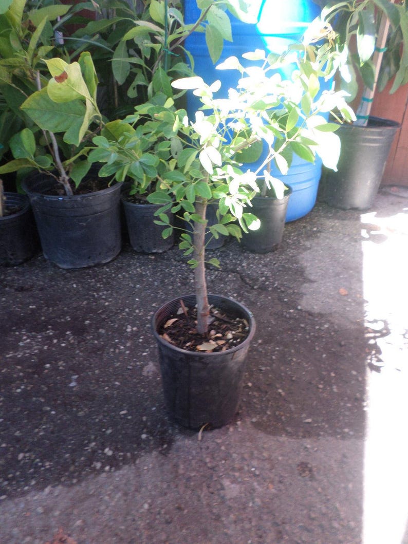 Guamuchil Plant - 2 to 3 Feet Tall - Pithecellobium dulce - Edible Pods - Hardy Tree in 3 Gallon Pot