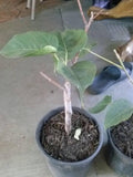 Bodhi Plant - 6" Pot - Ficus Religiosa - Sacred Fig Tree - Cây B? ?? - Rare Live Plant for Bonsai & Meditation