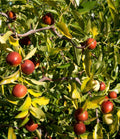 Contorted Jujube Tree - Grafted 3Gal Pot - Edible Fruit, Ornamental Twisted Branches - Ziziphus jujuba