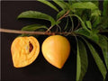 Canistel Tree - Airlayered - 3 Gallon Pot - Canistel (Pouteria campechiana) - Tropical Fruit Plant for Home Garden