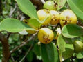Lemon Guava Plant - 6" Pot - Psidium Littorale - Tropical Fruit for Container Growing