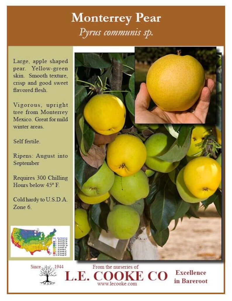 Monterey Pear Tree Live Plant - 2 to 3 Feet Tall - Shipped in 6" Pot - Pyrus racemosa